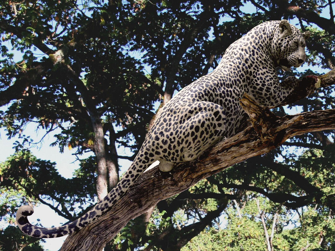 Bronze Life Sized Leopard